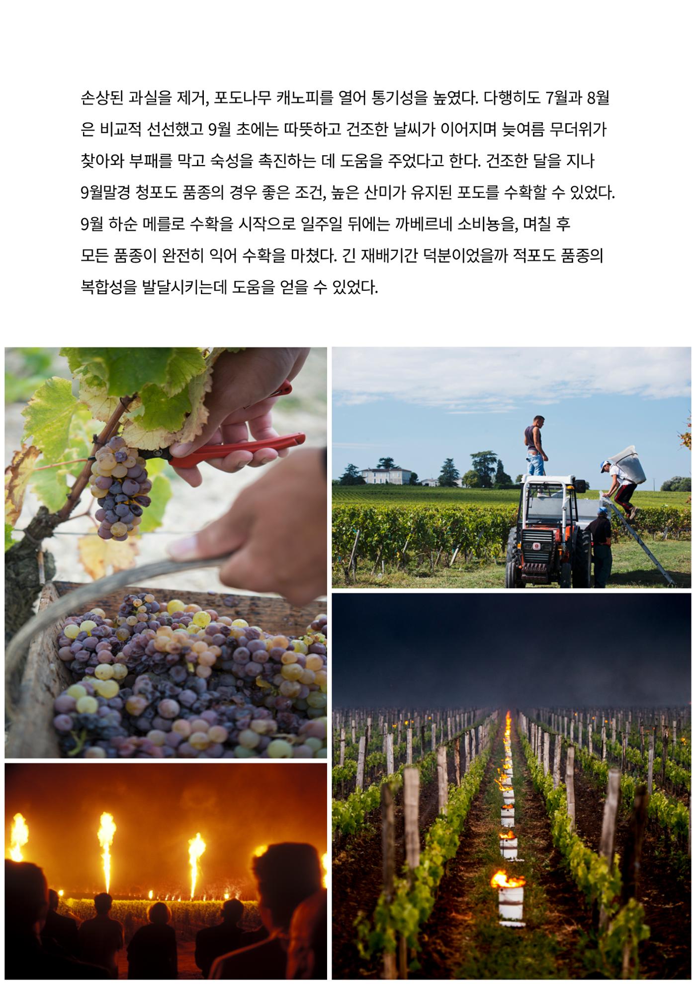 동원와인플러스 뉴스레터 8월호🏅 9p
